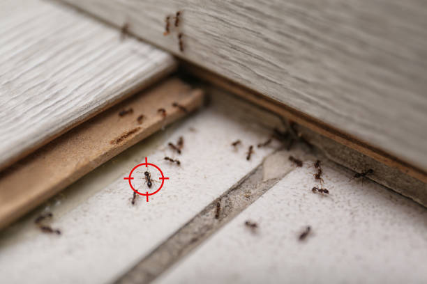 Best Best Pest Control Companies  in Hemlock, MI