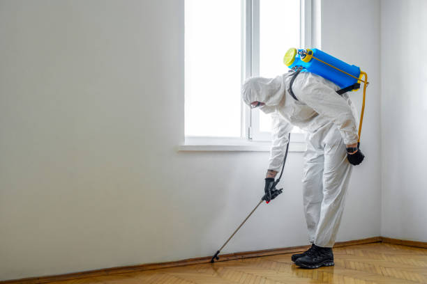 Best Termite Control Services  in Hemlock, MI