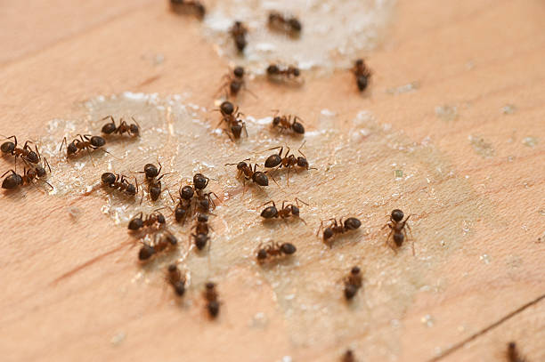Pest Control Cost in Hemlock, MI